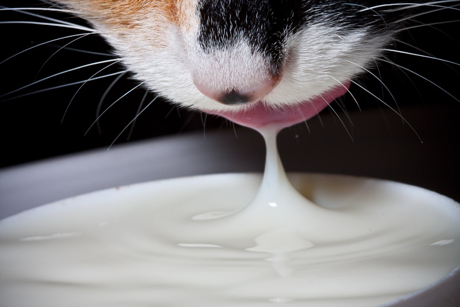day-101-cat-drinking-milk